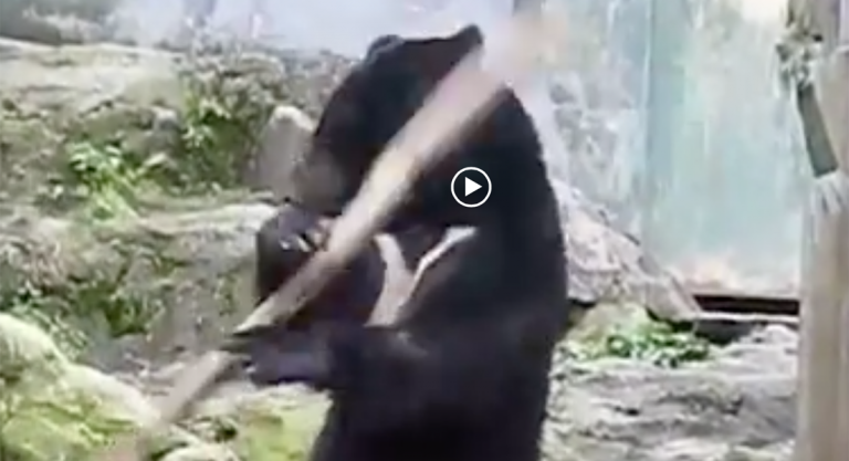 Bear-y Impressive Martial Arts Skills!