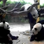 chimelong-safari-park